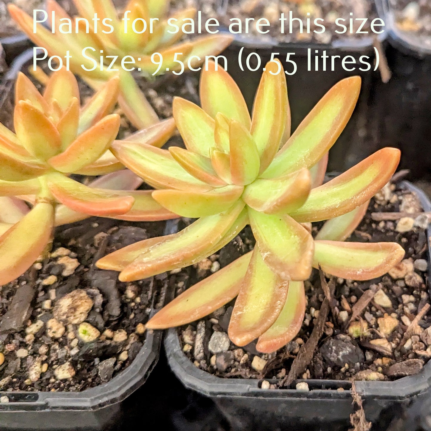 Sedum Nussbaumerianum | Coppertone Sedum