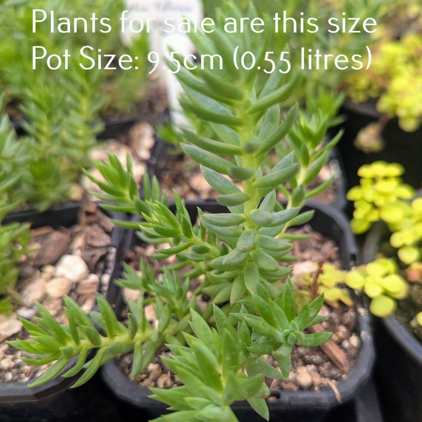 Sedum Reflexum | Blue Spruce Stonecrop