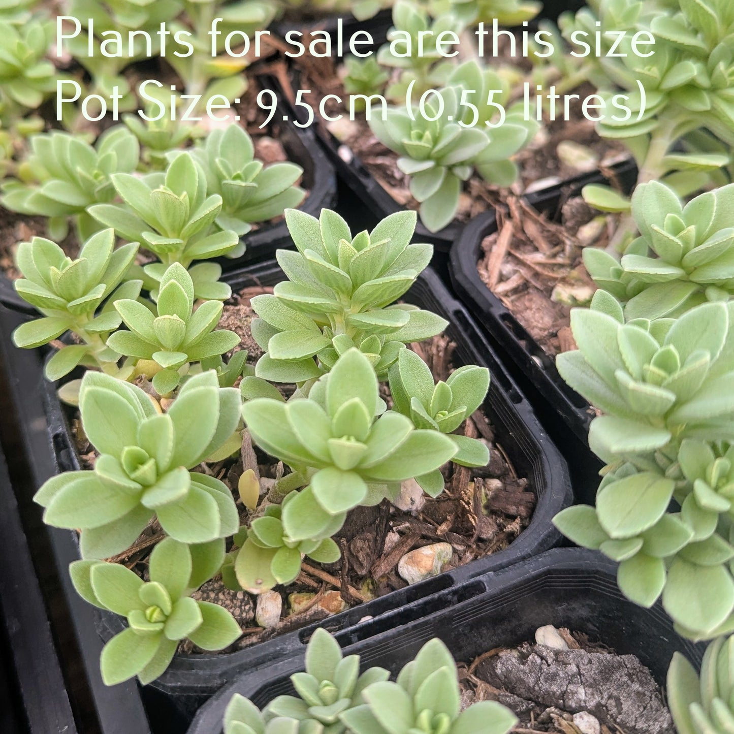 Sedum Cockerellii | Cockerell's Stonecrop