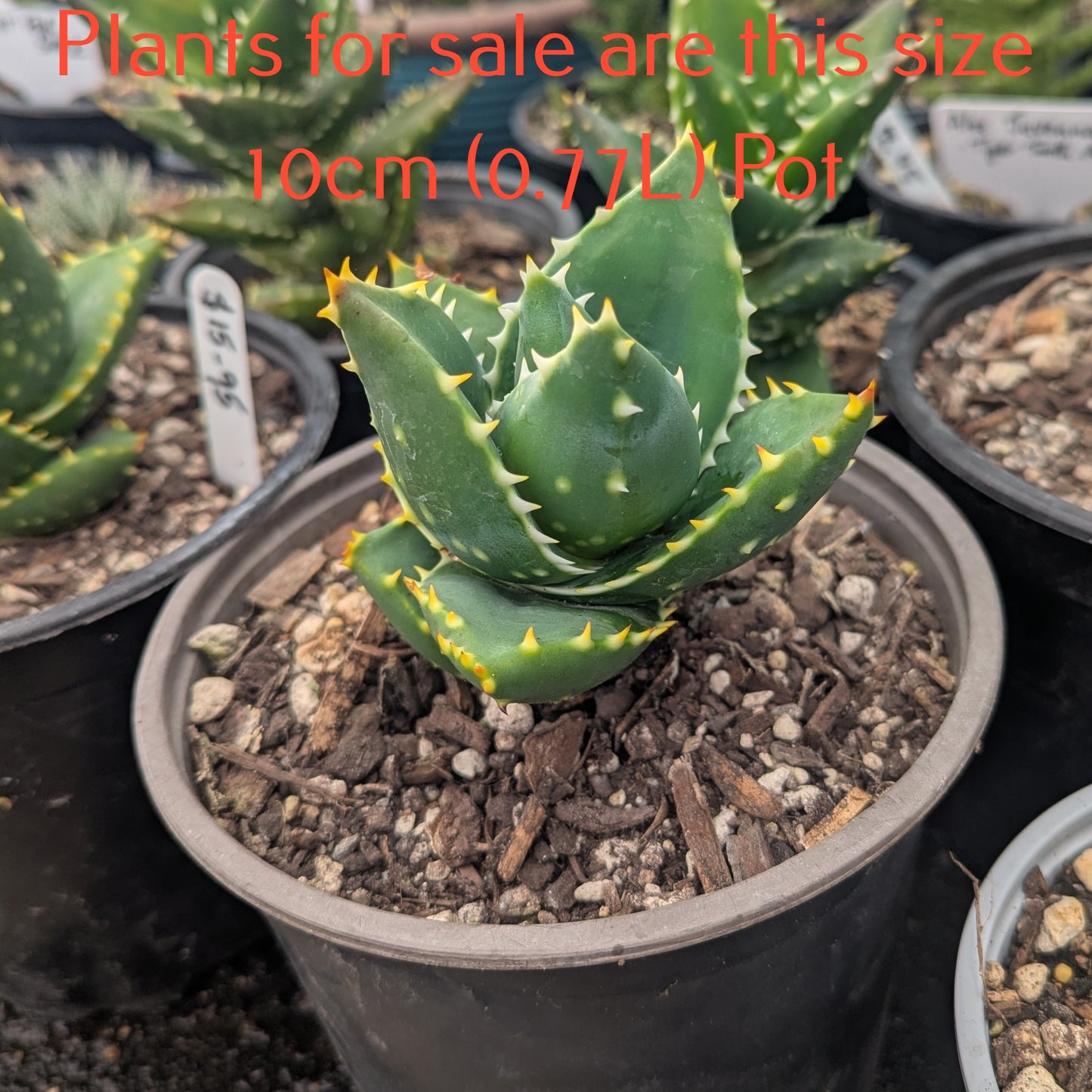 Aloe Distans | Golden Tooth Aloe