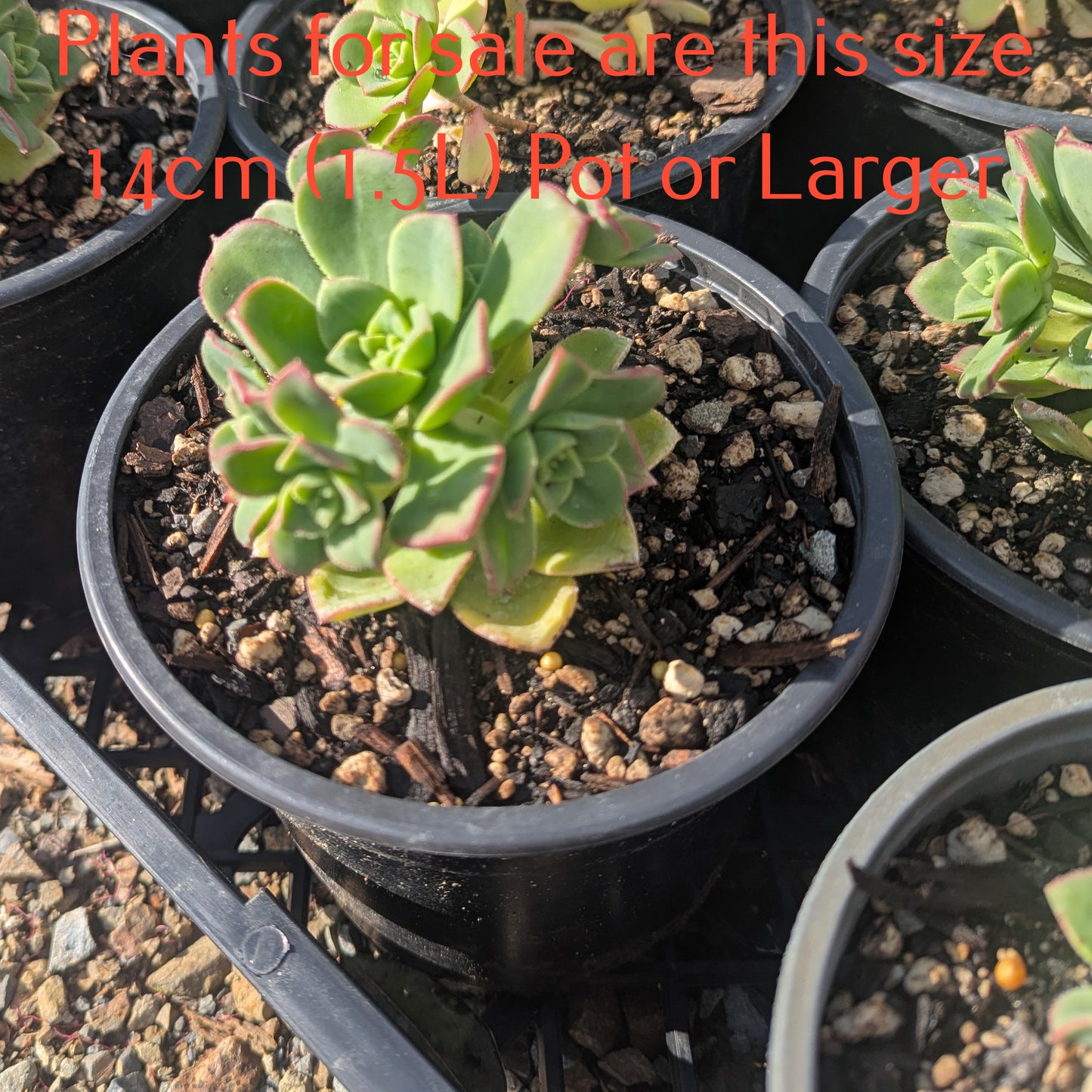 Aeonium Decorum var Guarimarense | Giant Houseleek