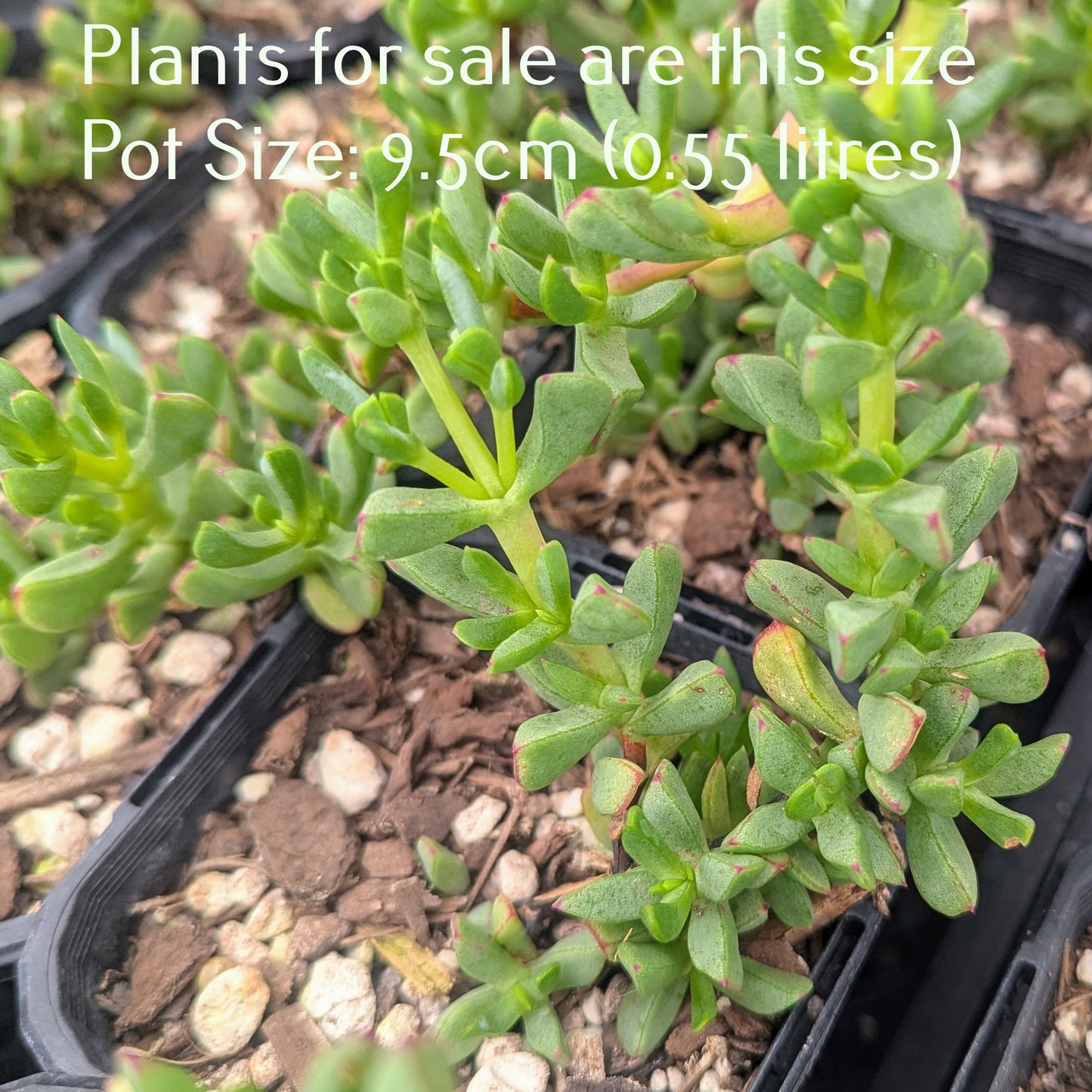 Oscularia Deltoides | Tooth-leaf Rock Vygie