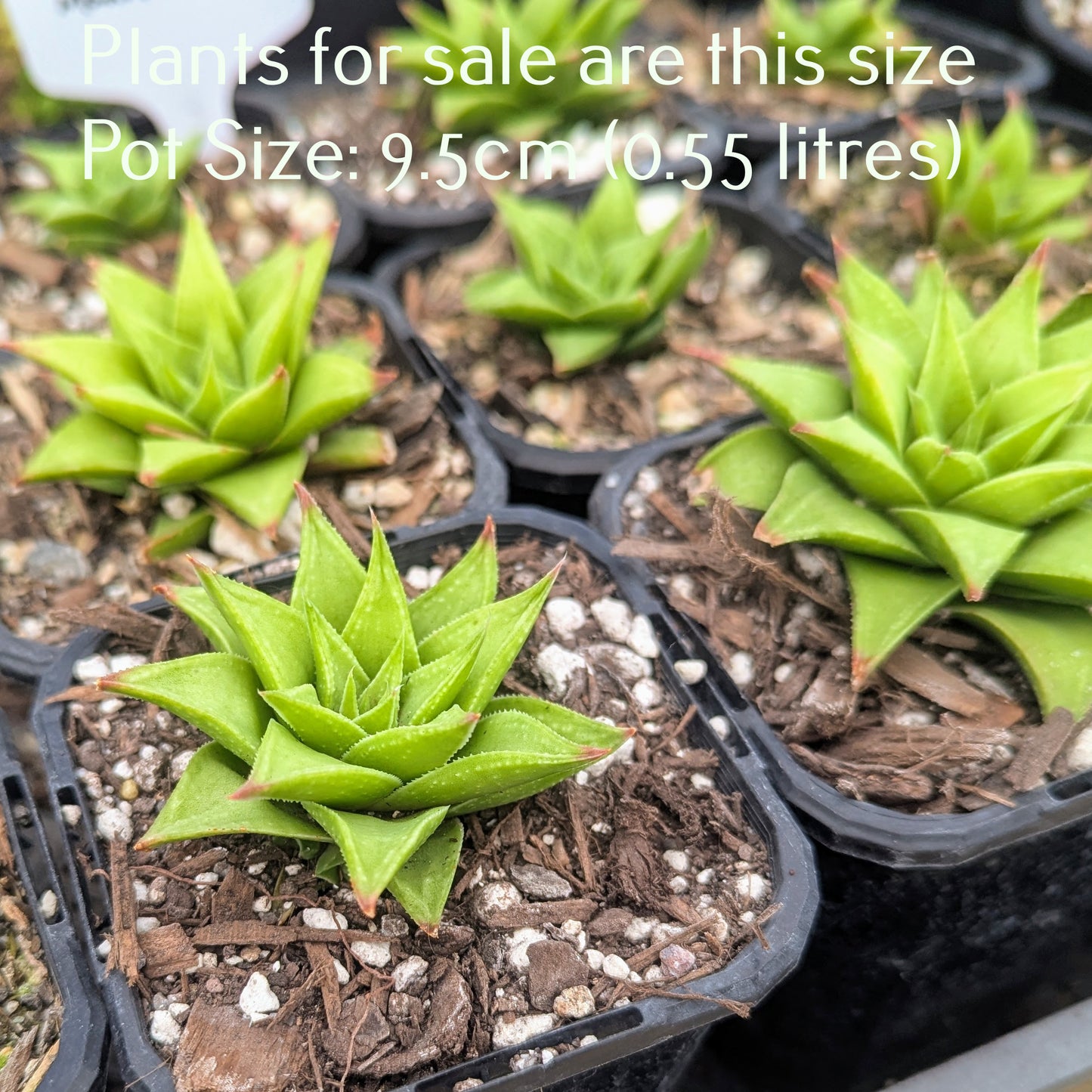 Haworthiopsis Manda's Hybrid