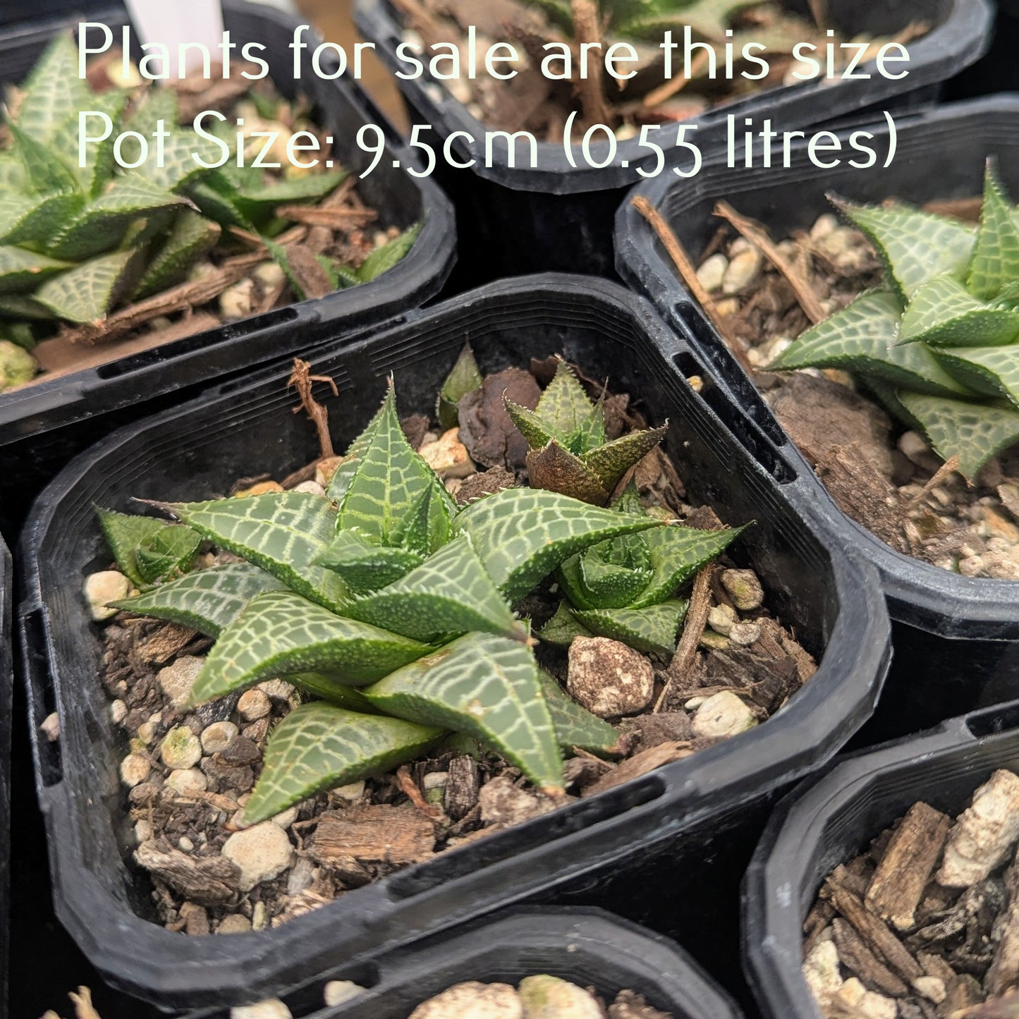 Haworthia Tessellata