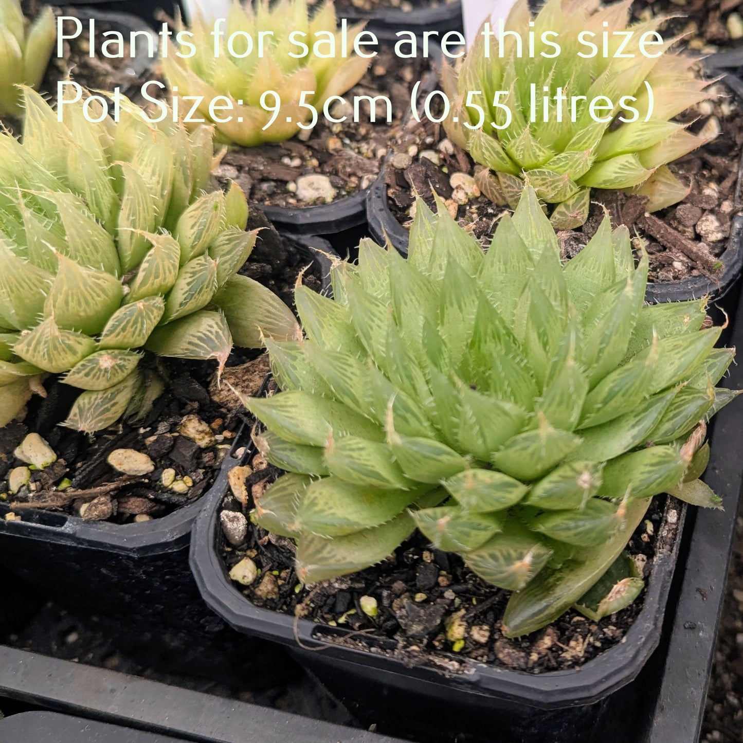 Haworthia Decipiens var Pringlei
