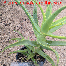 Load image into Gallery viewer, Aloe Arborescens | Torch Aloe