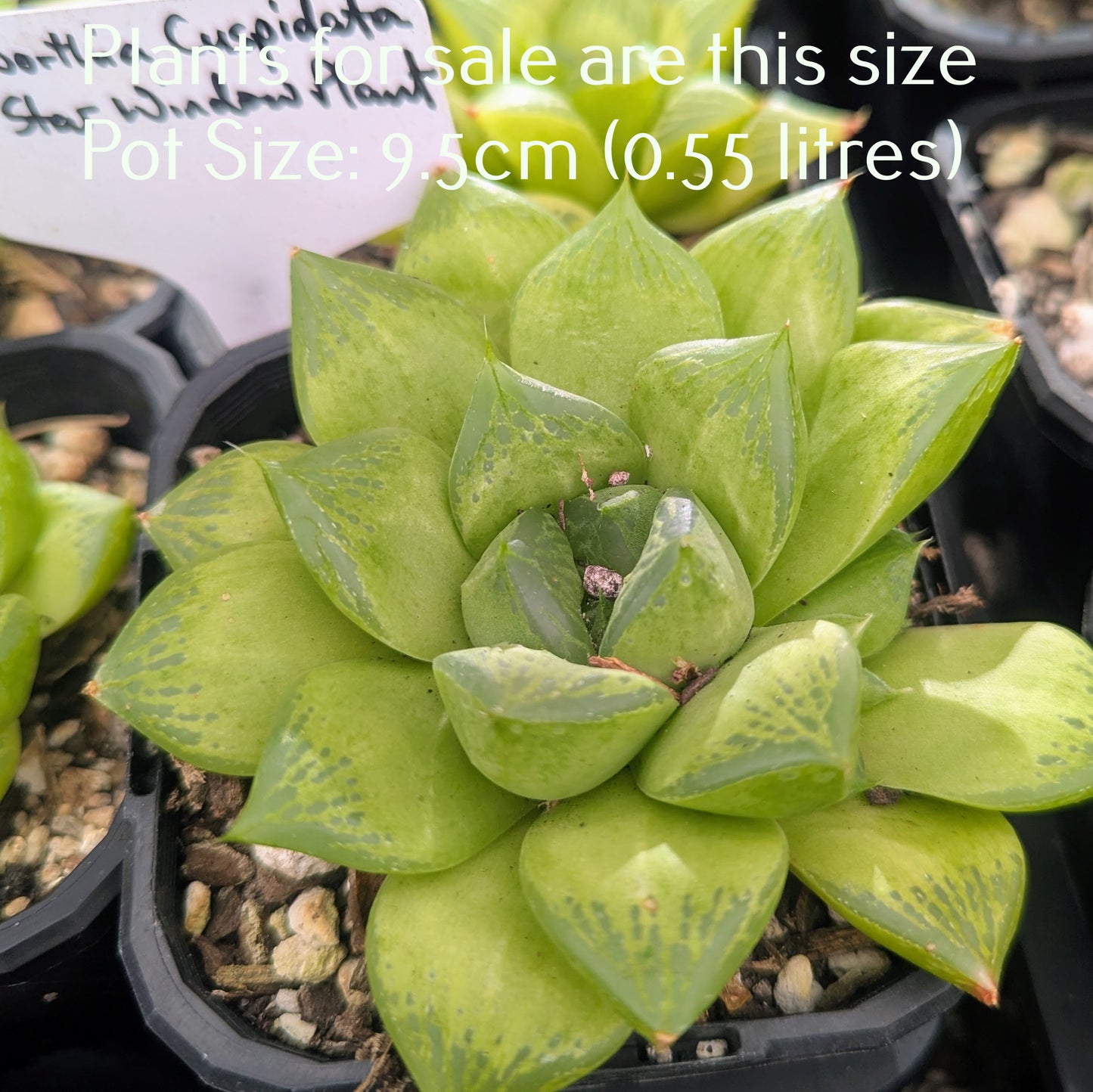 Haworthia Cuspidata | Star Window Plant