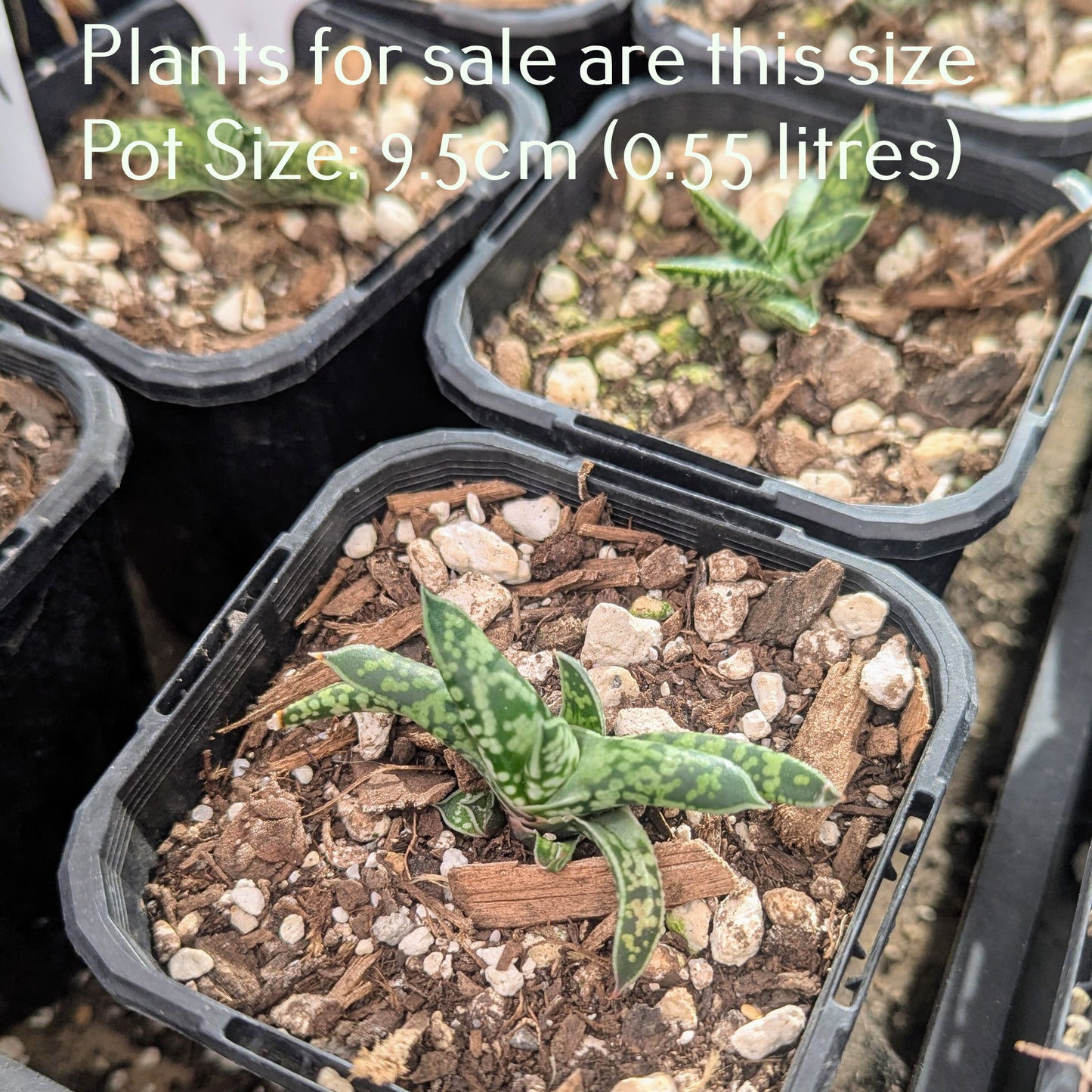 Gasteria Bicolor var. Bicolor