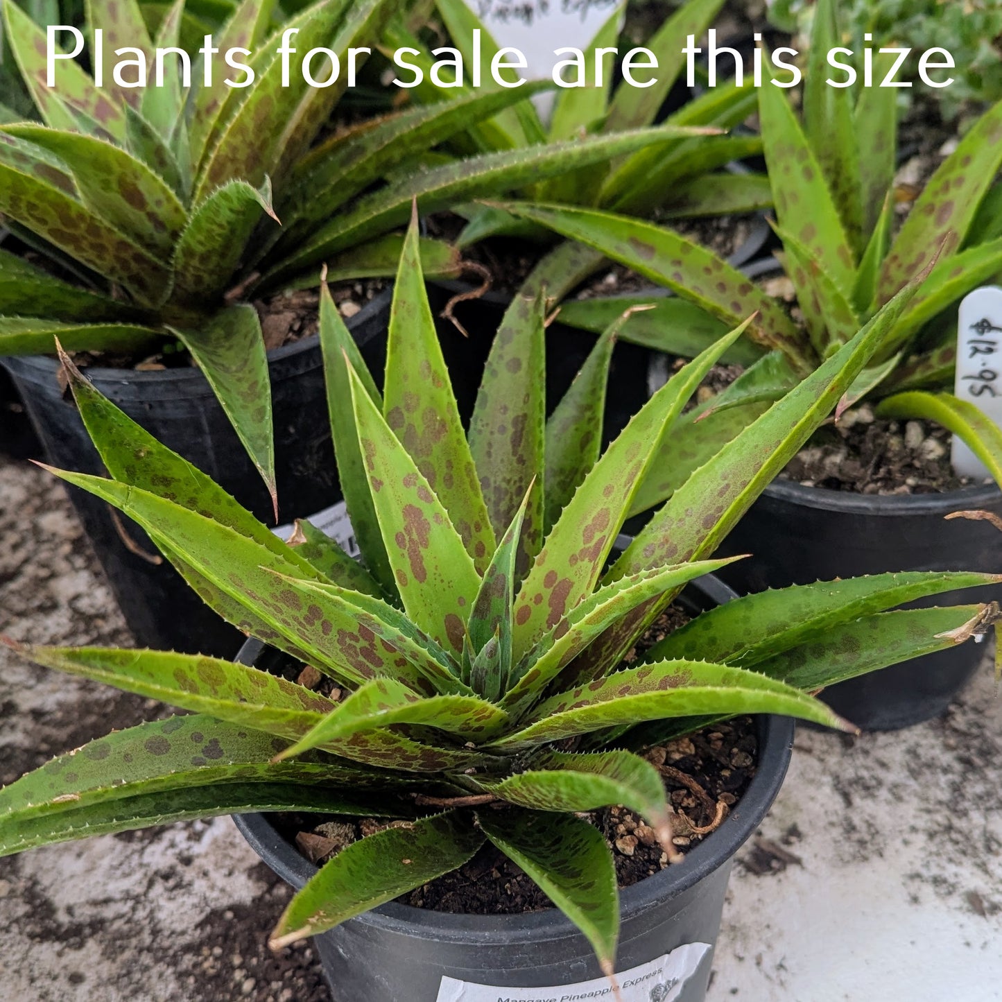 Mangave Pineapple Express