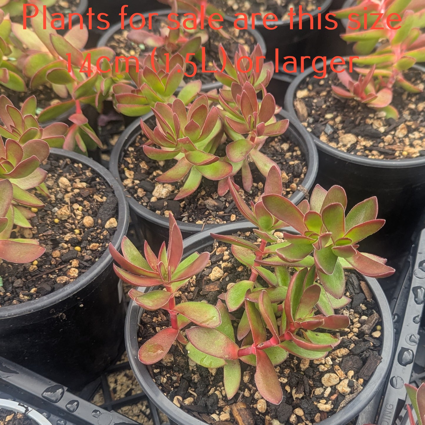 Crassula Dejecta | Doily Crassula