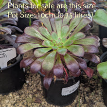 Load image into Gallery viewer, Aeonium Arboreum Zwartkop | Black Rose Aeonium