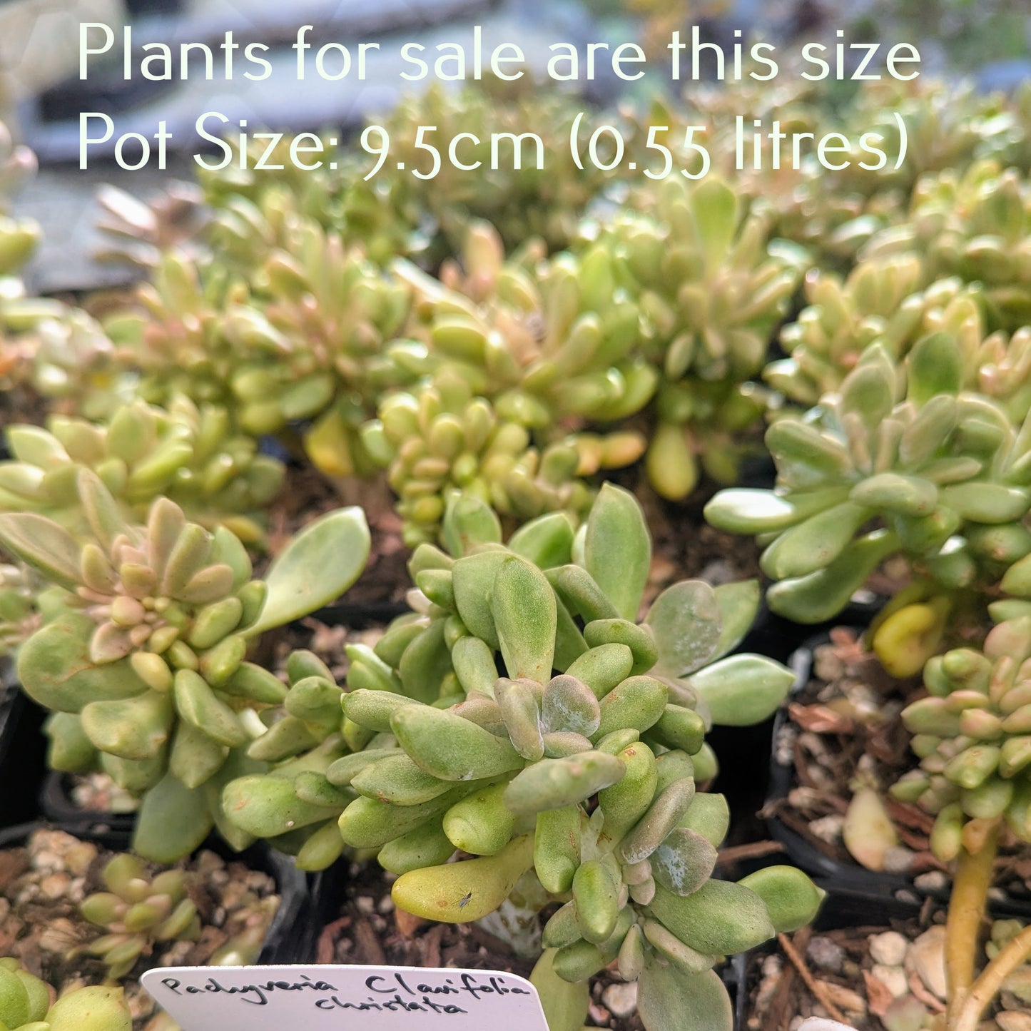 Pachyveria Clavifolia Christata