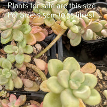 Load image into Gallery viewer, Pachyphytum Oviferum | Moonstones
