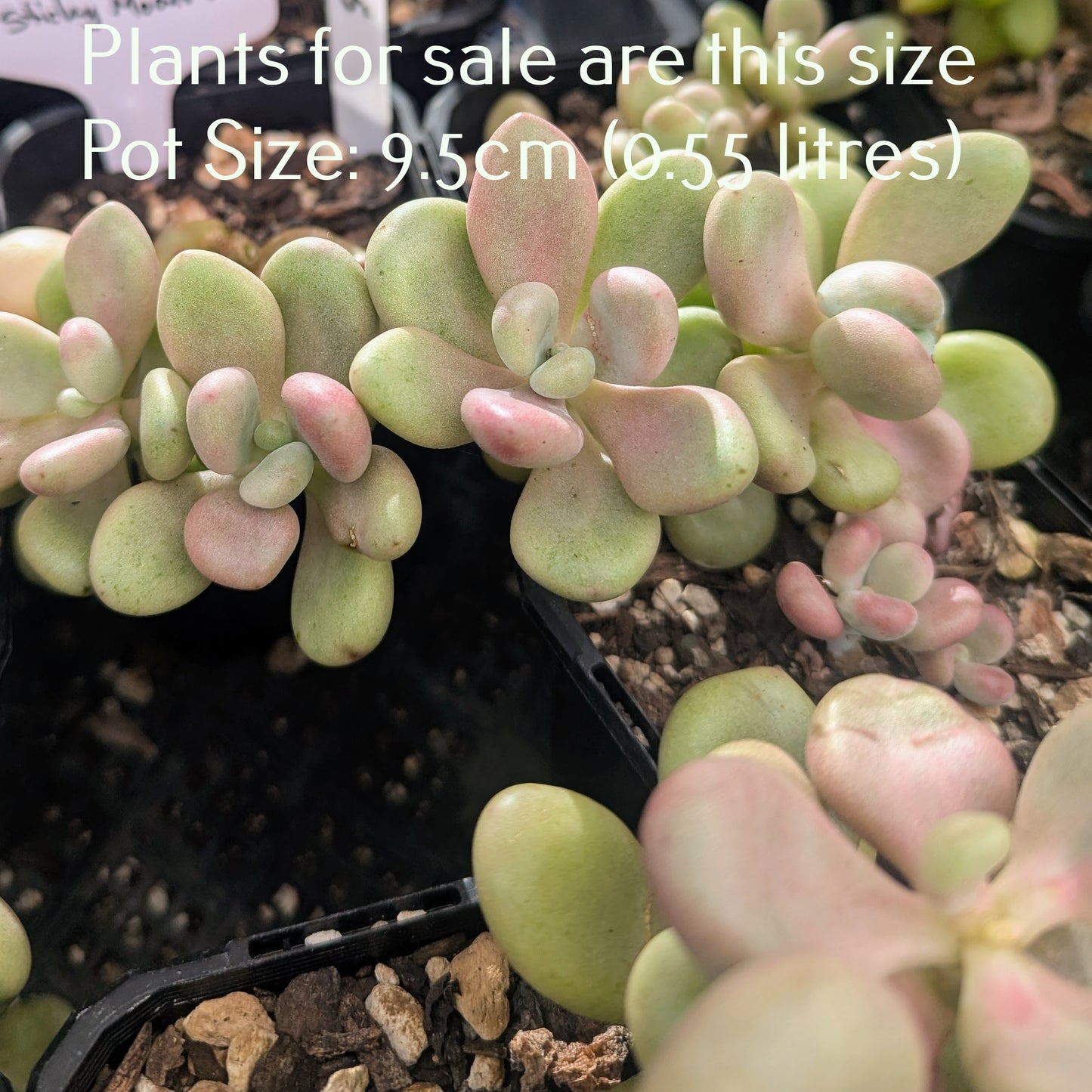 Pachyphytum Glutinicaule | Sticky Moonstones