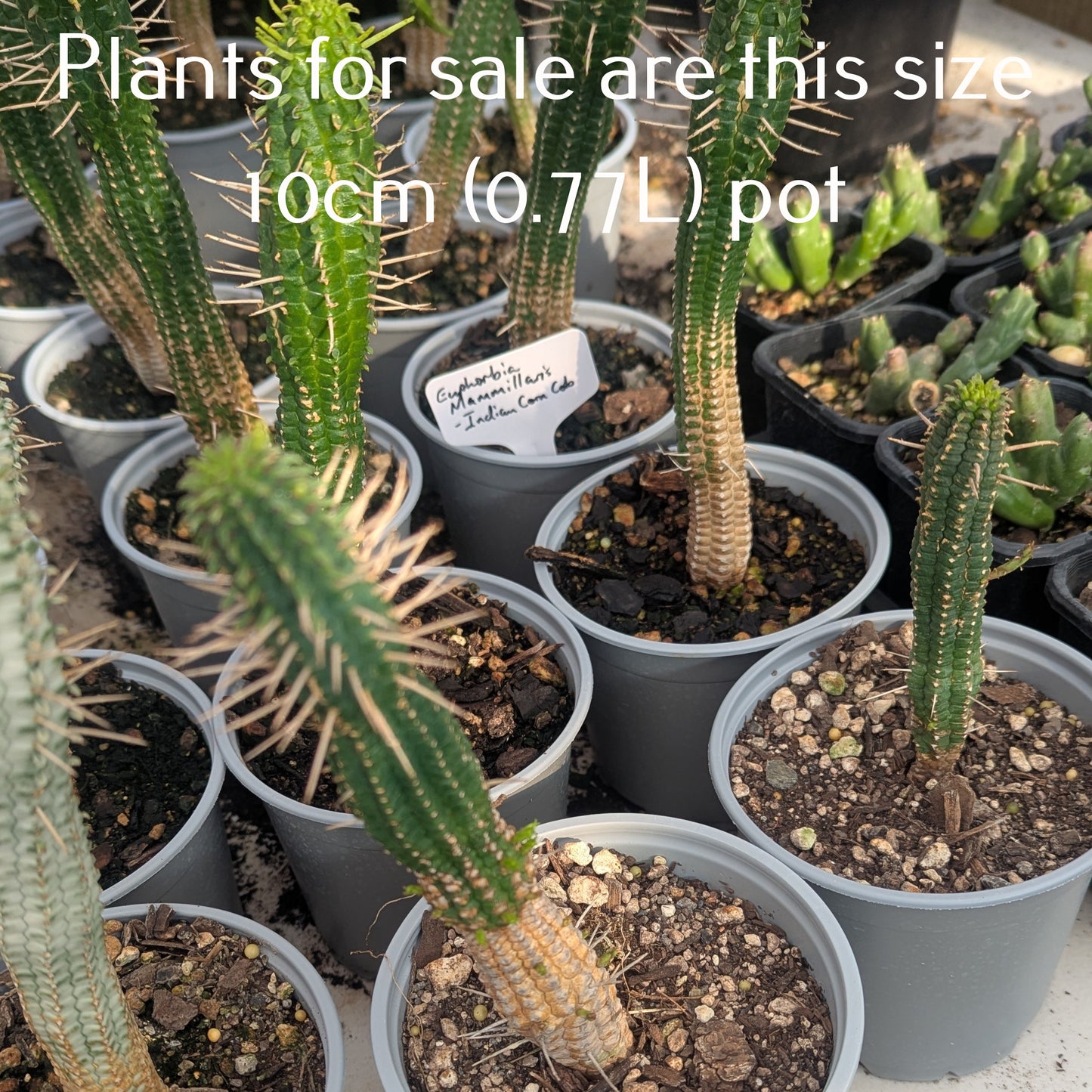 Euphorbia mammillaris - Indian Corn Cob