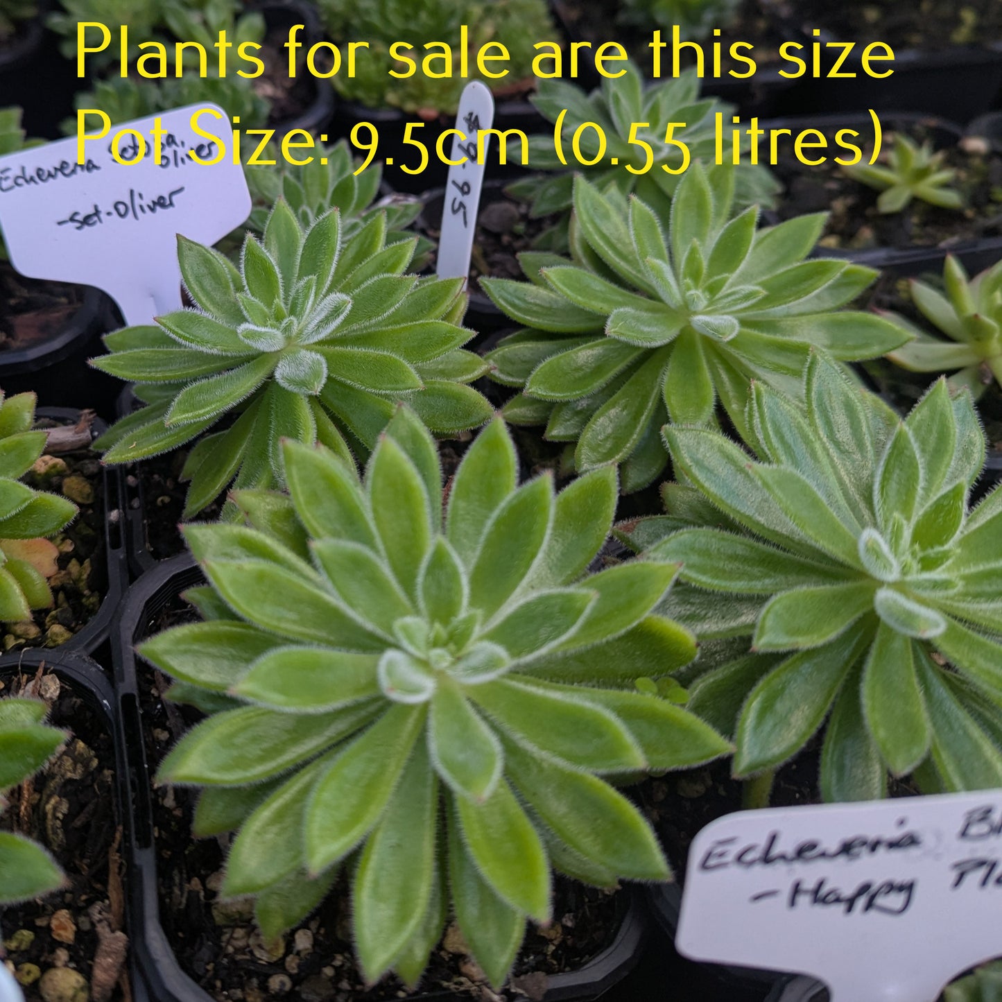 Echeveria Setosa Oliver | Set-Oliver