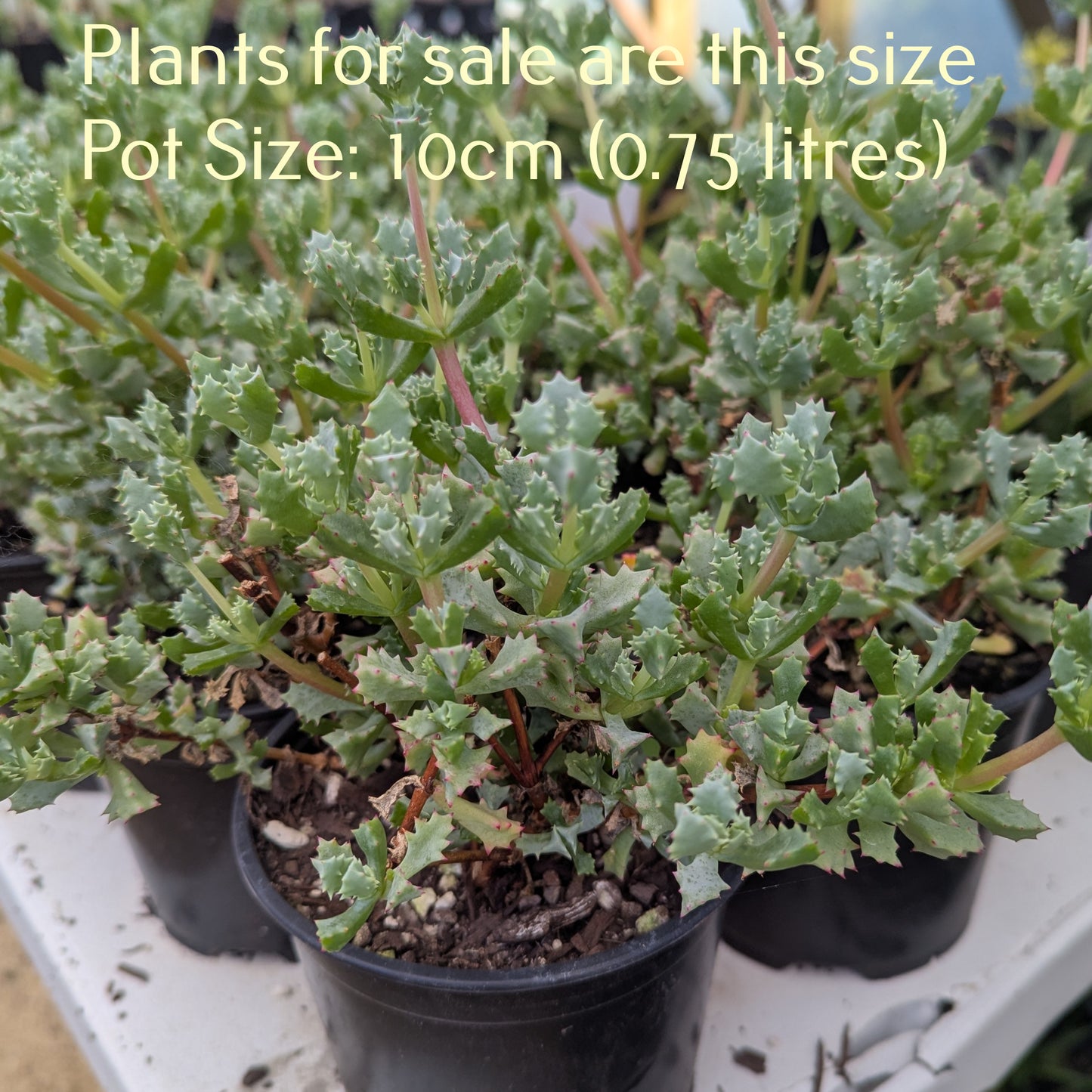 Lampranthus Blandus | Pink Vygie