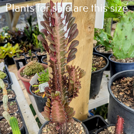 Euphorbia Trigona Rubra | African Milk Tree