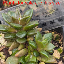 Load image into Gallery viewer, Anacampseros Rufescens | Sand Rose