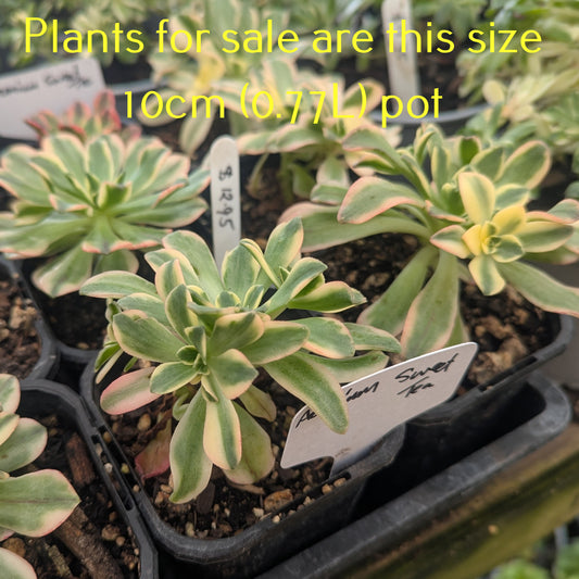 Aeonium Sweet Tea