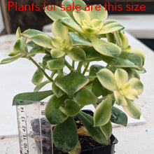 Load image into Gallery viewer, Aeonium Haworthii | Kiwi Aeonium
