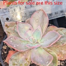 Load image into Gallery viewer, Graptopetalum Purple Haze