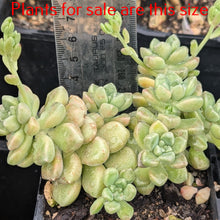 Load image into Gallery viewer, Graptopetalum Mendozae