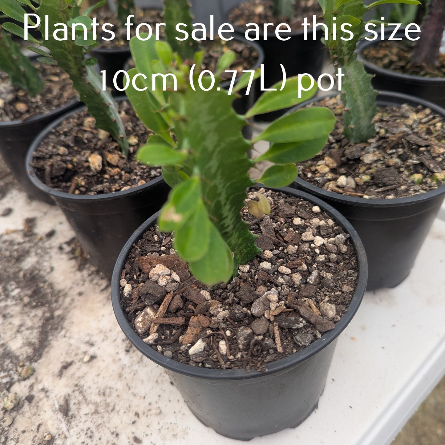 Euphorbia Trigona Green