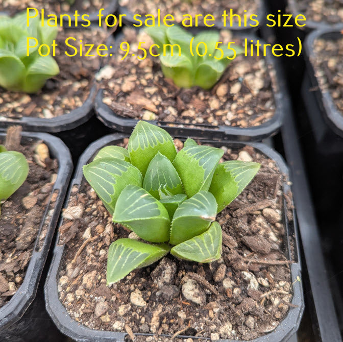 Haworthia Mirabilis var. Mundula