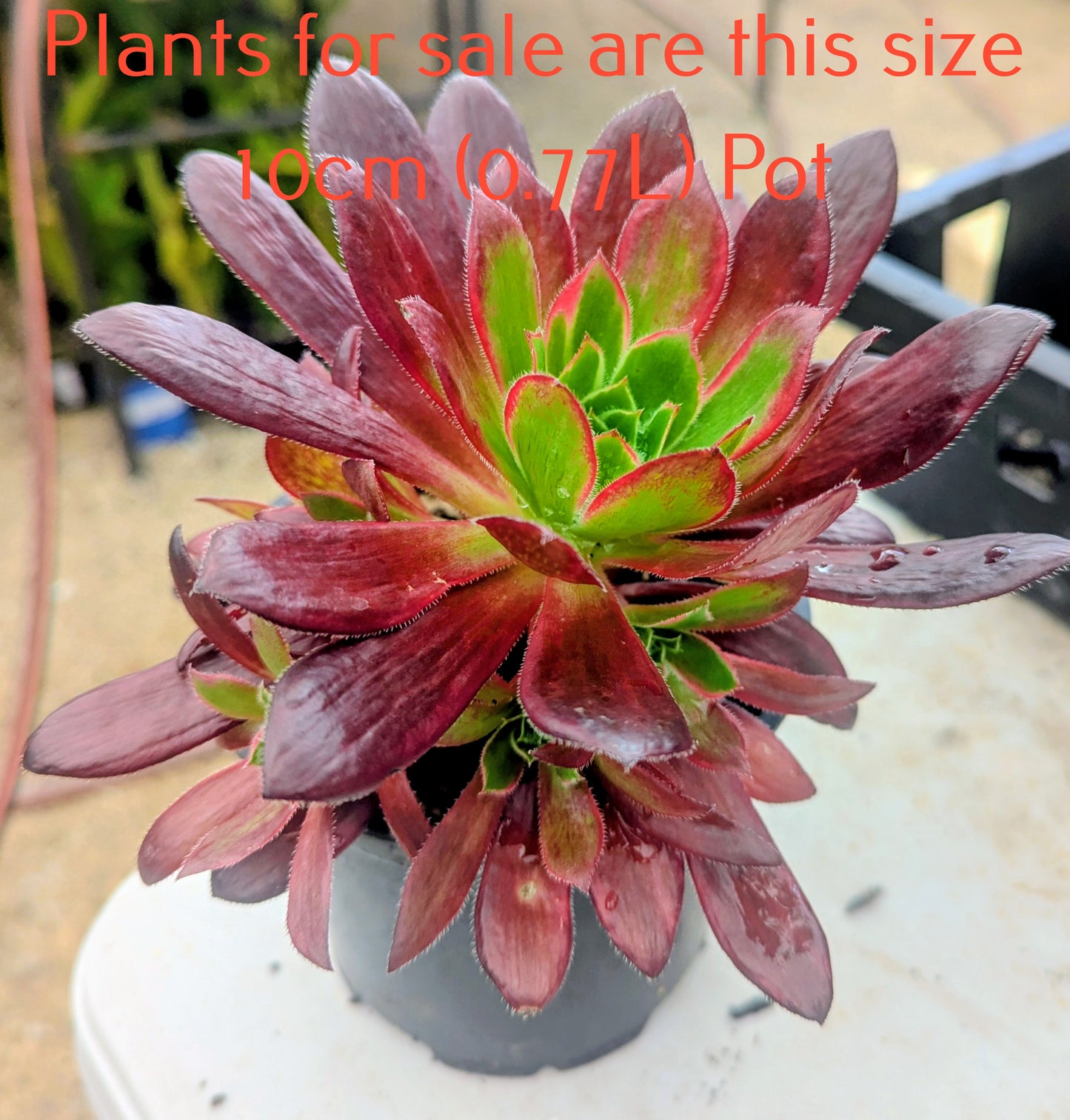 Aeonium Peacock