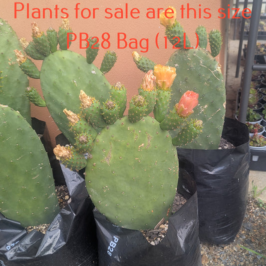 Opuntia Ficus-indica | Tree Cactus, Indian Fig