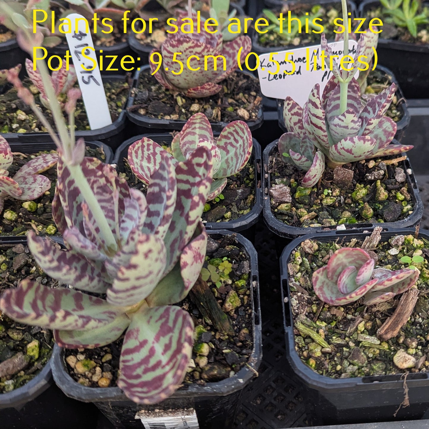 Kalanchoe Marmorata | Leopard Penwiper Plant