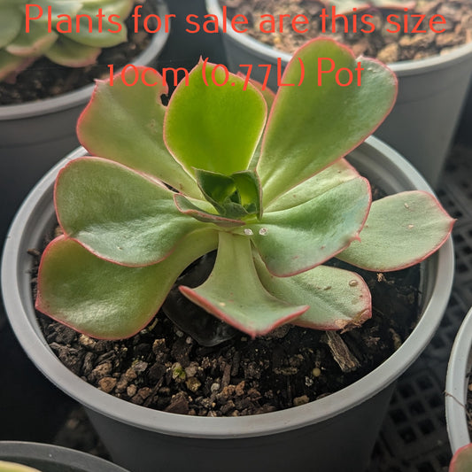 Echeveria White Rose