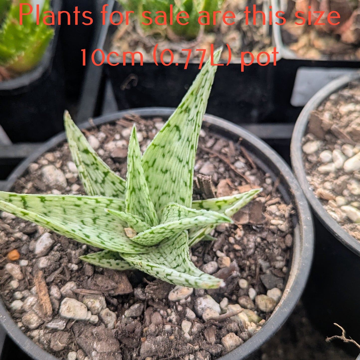 Aloe Quicksilver