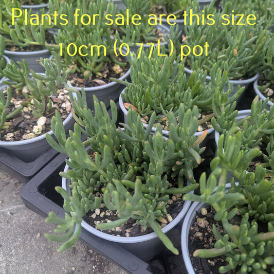 Lampranthus Coral Explosion