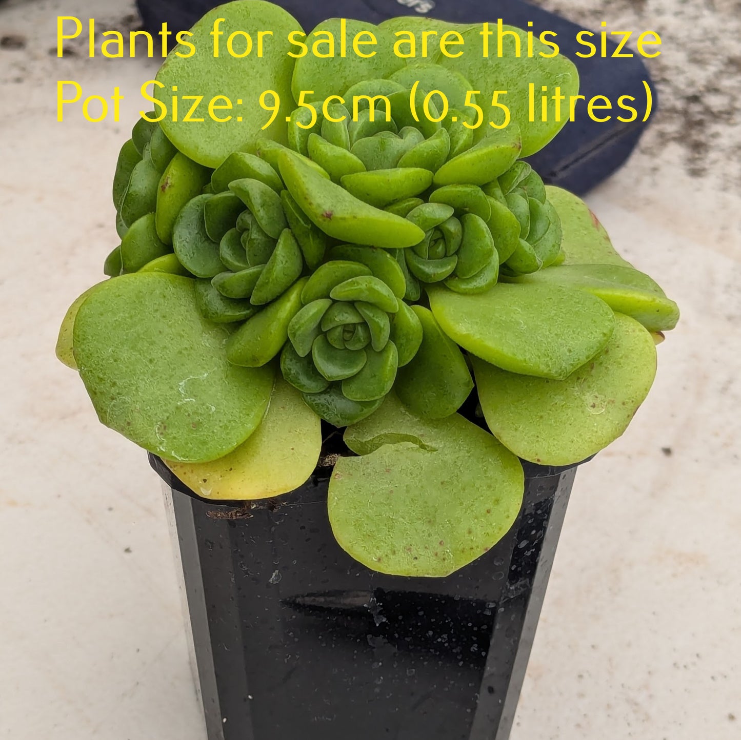 Aeonium Lily Pad