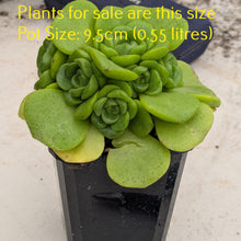 Load image into Gallery viewer, Aeonium Lily Pad