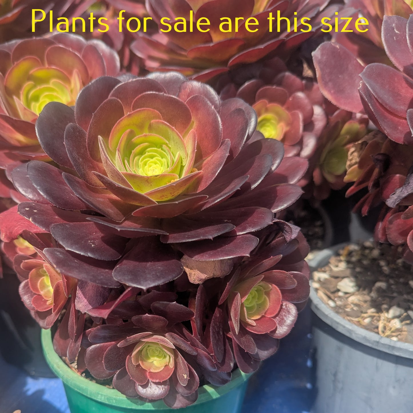 Aeonium Arboreum Velour