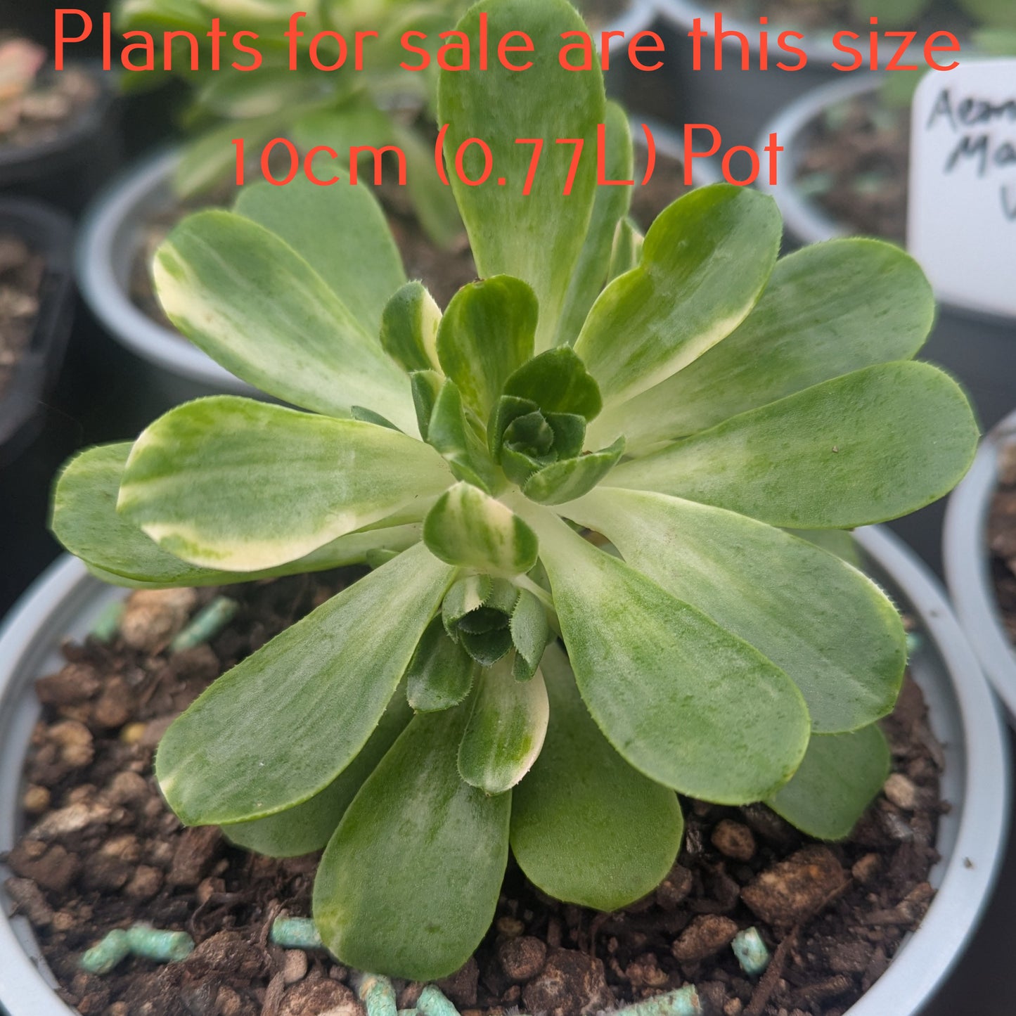 Aeonium Castello-Paivae 'Harry Mak' | Suncup