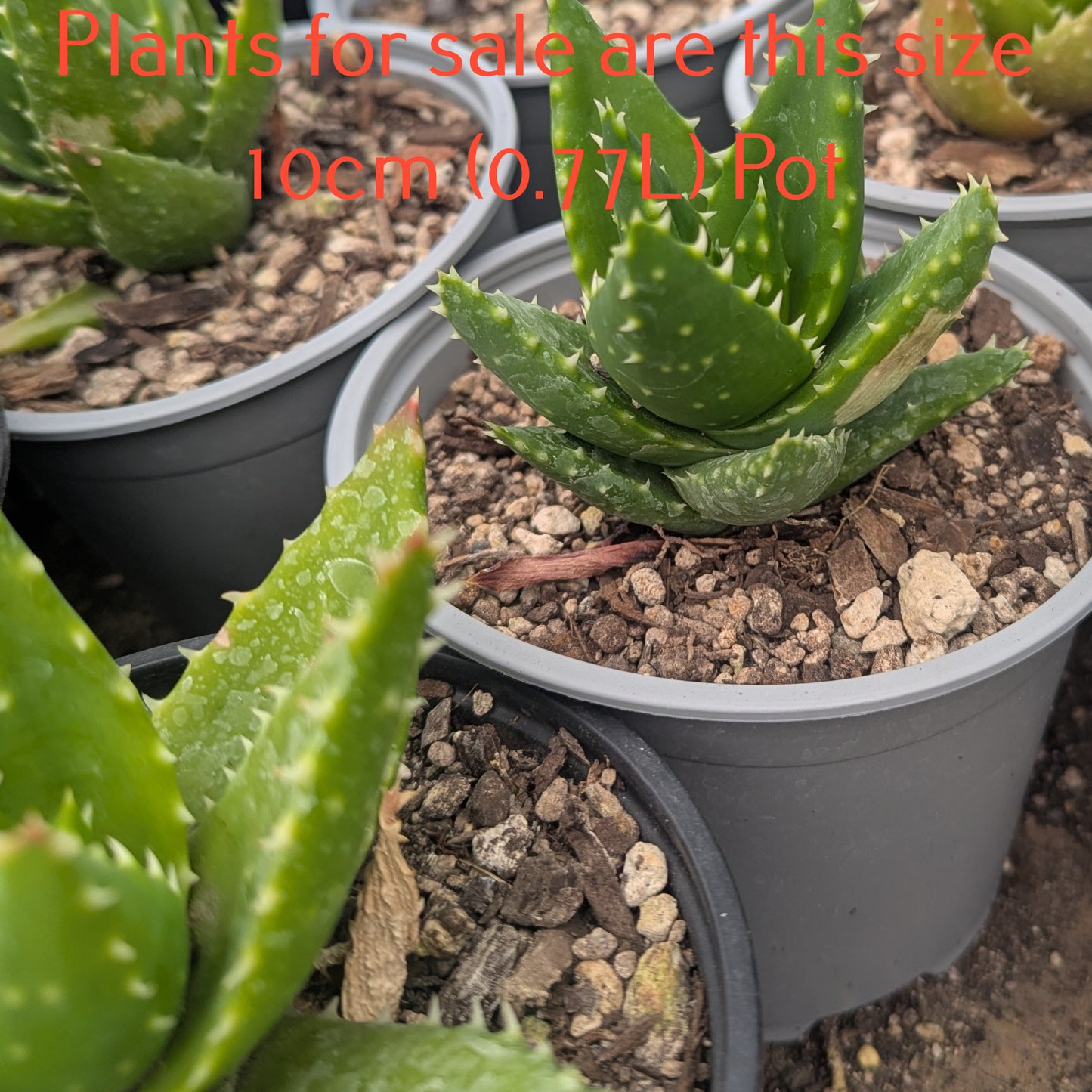 Aloe Nobilis | Golden Toothed Aloe