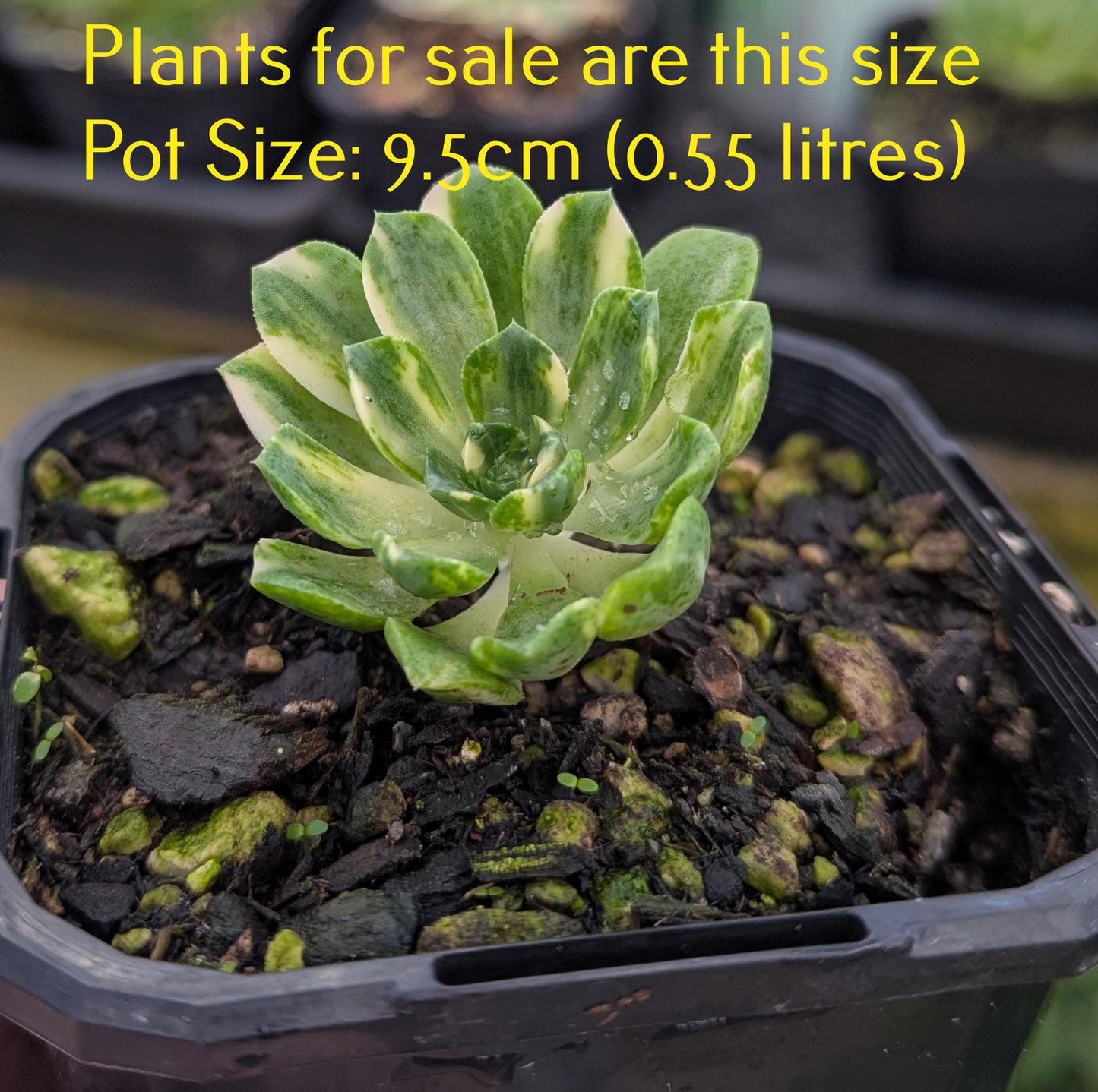 Aeonium Castello-Paivae 'Harry Mak' | Suncup