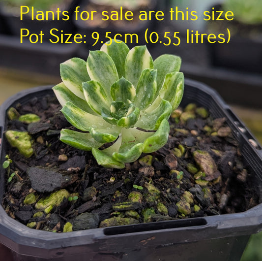 Aeonium Castello-Paivae 'Harry Mak' | Suncup