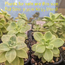 Load image into Gallery viewer, Graptoveria Harry Watson