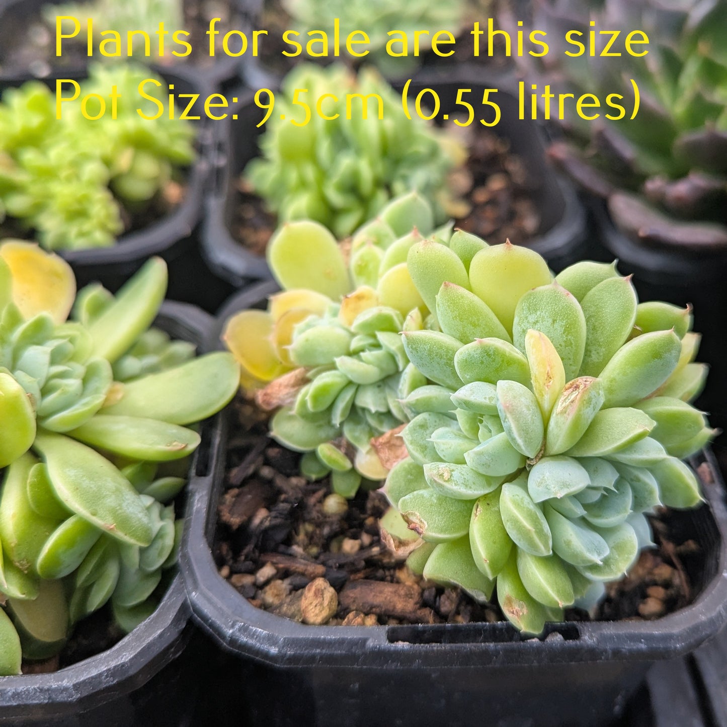 Echeveria Elegans Cristata