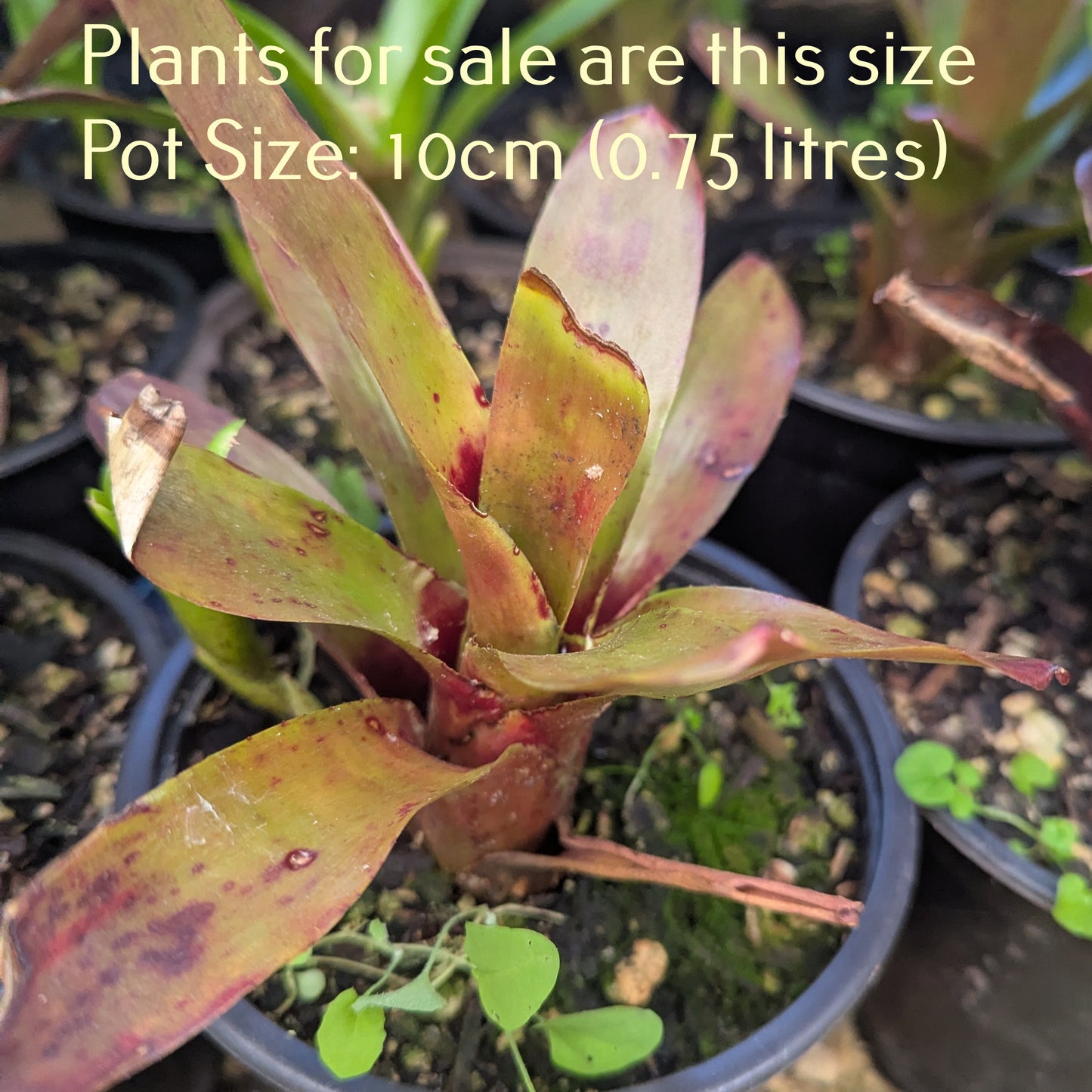 Bromeliad Neoregelia - Fireball