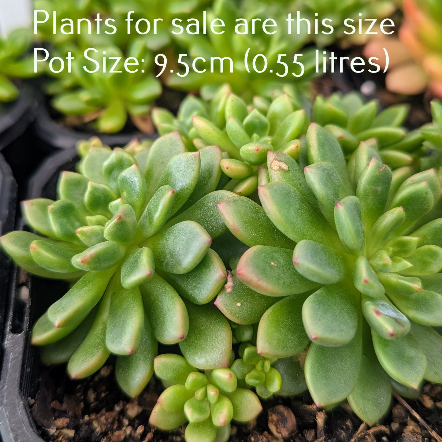 Echeveria Amoena | Baby Echeveria