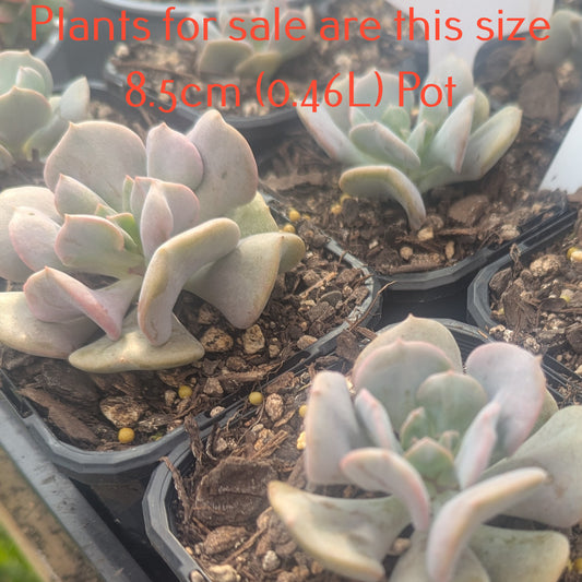 Echeveria Cubic Frost