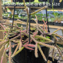 Load image into Gallery viewer, Rhipsalis Horrida | Mouse Tail Cactus