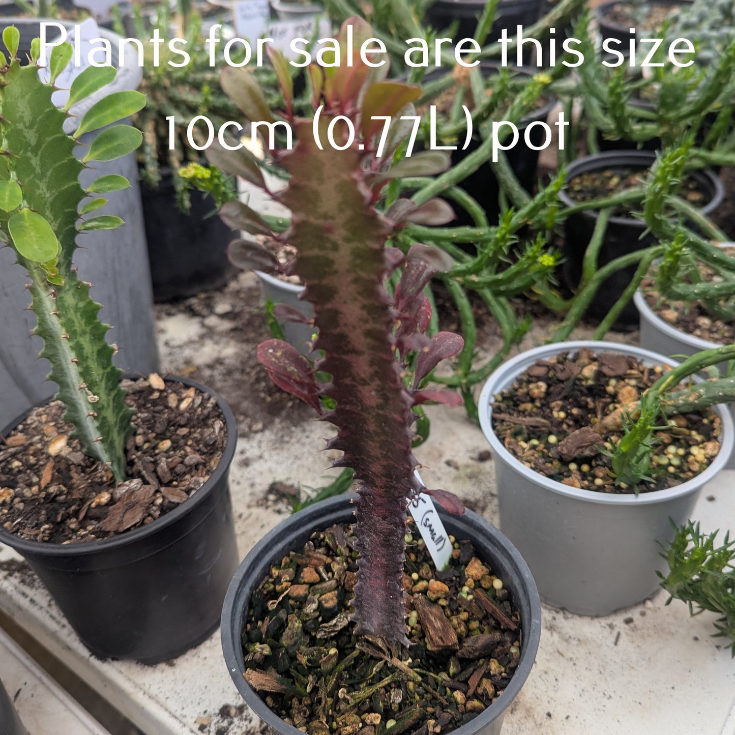 Euphorbia Trigona Rubra | African Milk Tree