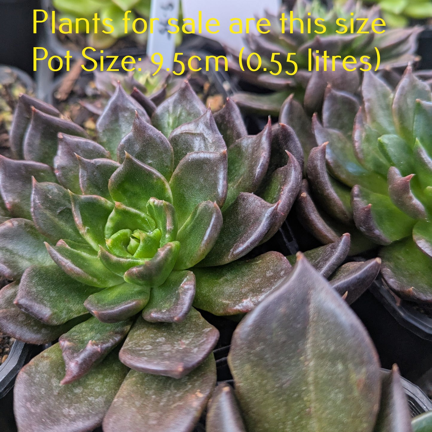 Echeveria Black Prince